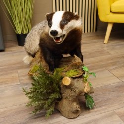 Badger taxidermy with open muzzle Height 38 cm Predator on a wooden trunk