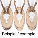 1 pièce Bouclier en bouleau Bouclier trophée Bois de cerf Tranche darbre Bouclier arbre AF 22 cm