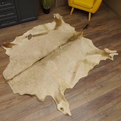 Oryxfell für Bastler Oryx (Oryx gazella) Fell Vorleger Antilope Afrika Länge 200cm