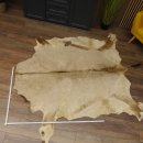 Oryxfell für Bastler Oryx (Oryx gazella) Fell Vorleger Antilope Afrika Länge 200cm