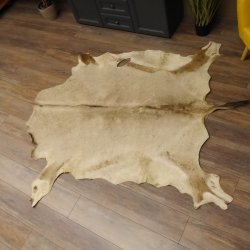 Oryxfell für Bastler Oryx (Oryx gazella) Fell Vorleger Antilope Afrika Länge 200cm