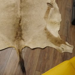 Oryxfell für Bastler Oryx (Oryx gazella) Fell Vorleger Antilope Afrika Länge 200cm
