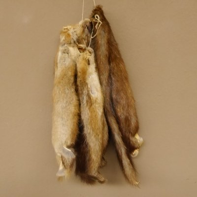 5 Stück Bisam Felle Fell im Bund 87.21.5