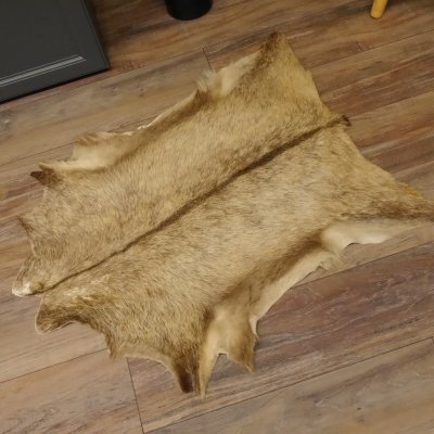 Gams Fell Tierfell Gamsfell Gemse Vorleger Dekoration Länge 88 cm 87.7.18