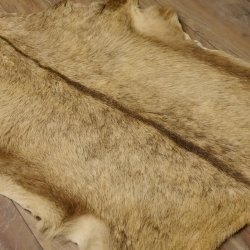 Gams Fell Tierfell Gamsfell Gemse Vorleger Dekoration Länge 88 cm 87.7.18