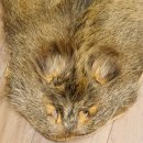 Wildschweinfell Fell Schwarzwild Schwarte Sauschwarte Vorleger Länge 111 cm 87.6.39