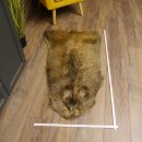 Wildschweinfell Fell Schwarzwild Schwarte Sauschwarte Vorleger Länge 111 cm 87.6.39