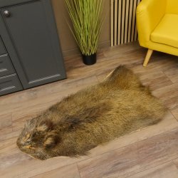 Wildschweinfell Fell Schwarzwild Schwarte Sauschwarte Vorleger Länge 111 cm 87.6.39