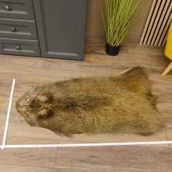 Wildschweinfell Fell Schwarzwild Schwarte Sauschwarte Vorleger Länge 111 cm 87.6.39