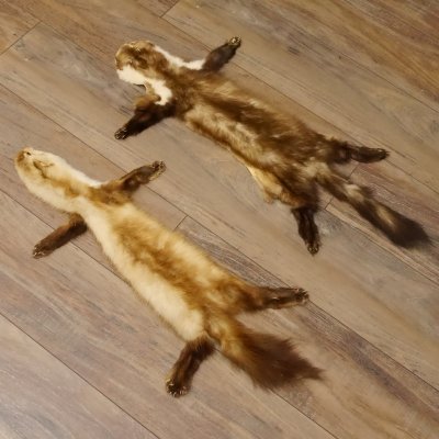 2 Stück Marder Felle Steinmarder Felle Tier Länge 79/74 cm