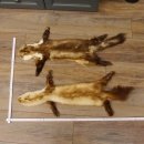 2 Stück Marder Felle Steinmarder Felle Tier Länge 79/74 cm
