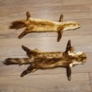 2 Stück Marder Felle Steinmarder Felle Tier Länge 79/74 cm