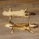 2 Stück Marder Felle Steinmarder Felle Tier Länge 79/74 cm