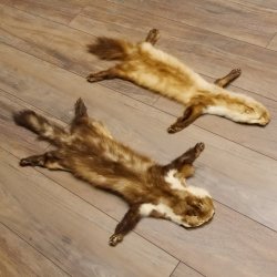2 Stück Marder Felle Steinmarder Felle Tier Länge 79/74 cm