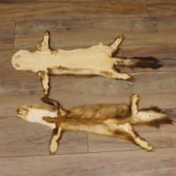 2 Stück Marder Felle Steinmarder Felle Tier Länge 79/74 cm