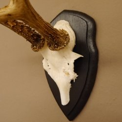 5 Trophäenschilder Aus Akazienholz - Rehgeweihe Aufsätze Mit Kieferfach