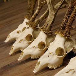 5 Stück Rehgeweihe lose Reh Bock Geweihe Geweih Gewicht 380-405g 12.127