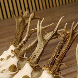 5 Stück Rehgeweihe lose Reh Bock Geweihe Geweih Gewicht 380-405g 12.127