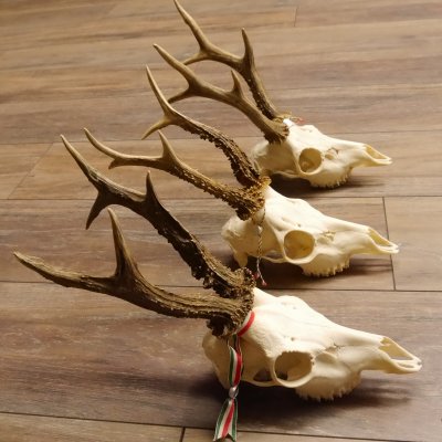 3 Stück Rehgeweihe lose Reh Bock Geweihe Geweih Gewicht 305-410g 12.130