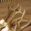 3 Stück Rehgeweihe lose Reh Bock Geweihe Geweih Gewicht 305-410g 12.130