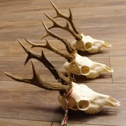 3 Stück Rehgeweihe lose Reh Bock Geweihe Geweih Gewicht 305-410g 12.130