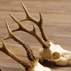 3 Stück Rehgeweihe lose Reh Bock Geweihe Geweih Gewicht 305-410g 12.130
