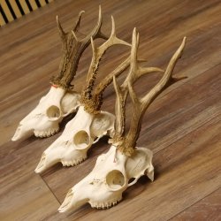3 Stück Rehgeweihe lose Reh Bock Geweihe Geweih Gewicht 305-410g 12.130