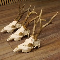 3 Stück Rehgeweihe lose Reh Bock Geweihe Geweih Gewicht 305-410g 12.130