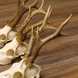 3 Stück Rehgeweihe lose Reh Bock Geweihe Geweih Gewicht 305-410g 12.130