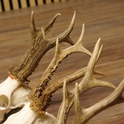 3 Stück Rehgeweihe lose Reh Bock Geweihe Geweih Gewicht 305-410g 12.130
