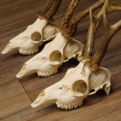 3 Stück Rehgeweihe lose Reh Bock Geweihe Geweih Gewicht 305-410g 12.130