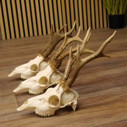 3 Stück Rehgeweihe lose Reh Bock Geweihe Geweih Gewicht 305-410g 12.130