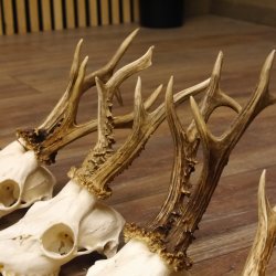 4 Stück Rehgeweihe lose Reh Bock Geweihe Geweih Gewicht 315-432g 12.134