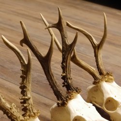 4 Stück Rehgeweihe lose Reh Bock Geweihe Geweih Gewicht 315-432g 12.134