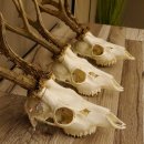 3 Stück Rehgeweihe lose Reh Bock Geweihe Geweih Gewicht 350-429g 12.137
