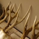 3 Stück Rehgeweihe lose Reh Bock Geweihe Geweih Gewicht 350-429g 12.137