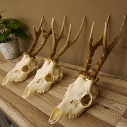 3 Stück Rehgeweihe lose Reh Bock Geweihe Geweih Gewicht 350-429g 12.137