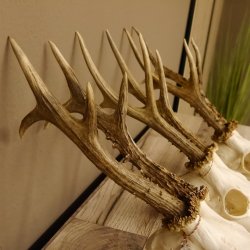 3 Stück Rehgeweihe lose Reh Bock Geweihe Geweih Gewicht 350-429g 12.137