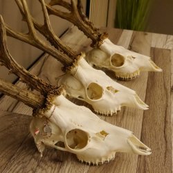 3 Stück Rehgeweihe lose Reh Bock Geweihe Geweih Gewicht 350-429g 12.137