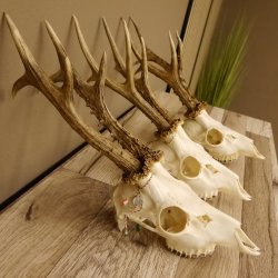 3 Stück Rehgeweihe lose Reh Bock Geweihe Geweih Gewicht 350-429g 12.137