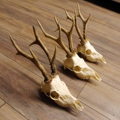 3 Stück Rehgeweihe lose Reh Bock Geweihe Geweih Gewicht 370-395g 12.138