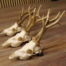 3 Stück Rehgeweihe lose Reh Bock Geweihe Geweih Gewicht 370-395g 12.138