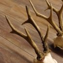 3 Stück Rehgeweihe lose Reh Bock Geweihe Geweih Gewicht 370-395g 12.138