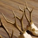3 Stück Rehgeweihe lose Reh Bock Geweihe Geweih Gewicht 370-395g 12.138