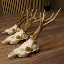 3 Stück Rehgeweihe lose Reh Bock Geweihe Geweih Gewicht 370-395g 12.138