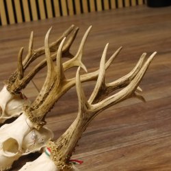 3 Stück Rehgeweihe lose Reh Bock Geweihe Geweih Gewicht 370-395g 12.138