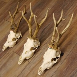 3 Stück Rehgeweihe lose Reh Bock Geweihe Geweih Gewicht 370-395g 12.138