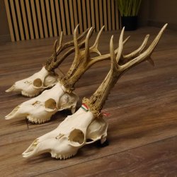 3 Stück Rehgeweihe lose Reh Bock Geweihe Geweih Gewicht 370-395g 12.138