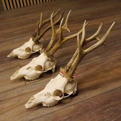 3 Stück Rehgeweihe lose Reh Bock Geweihe Geweih Gewicht 370-395g 12.138