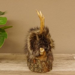 Wolpertinger Wolpi Mini Präparat taxidermy blaue Augen Höhe 23 cm 86.1.1.44